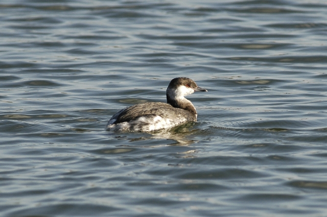 little grebe, little grebes-1.jpg - SLAVONIAN GREBE (RARE SPECIES INLAND) - LAKESIDE, EASTLEIGH, HANTS - 15.11.07